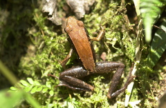 Mantellinae