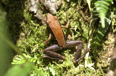 Mantellinae