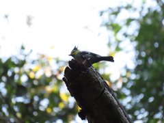 Machlolophus spilonotus