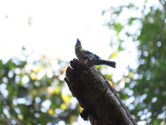 Machlolophus spilonotus