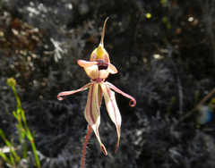 Caladenia brevisura