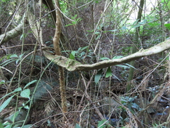 Tetrastigma planicaule