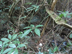 Tetrastigma planicaule