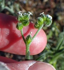 Cryptantha pterocarya pseudocycloptera