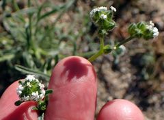 Cryptantha pterocarya pseudocycloptera