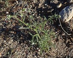 Cryptantha pterocarya pseudocycloptera