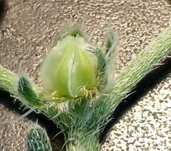 Cryptantha pterocarya pseudocycloptera