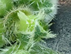 Cryptantha pterocarya pseudocycloptera