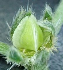 Cryptantha pterocarya pseudocycloptera