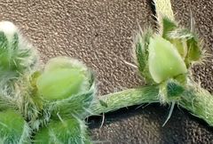 Cryptantha pterocarya pseudocycloptera