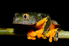 Fringed Leaf Frog photo 4