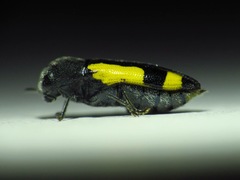 Ptosima gibbicollis