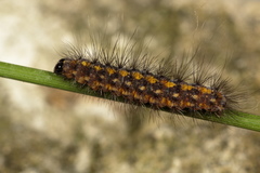 Setina irrorella