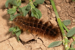 Watsonarctia deserta