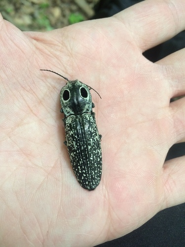 Eyed click beetle