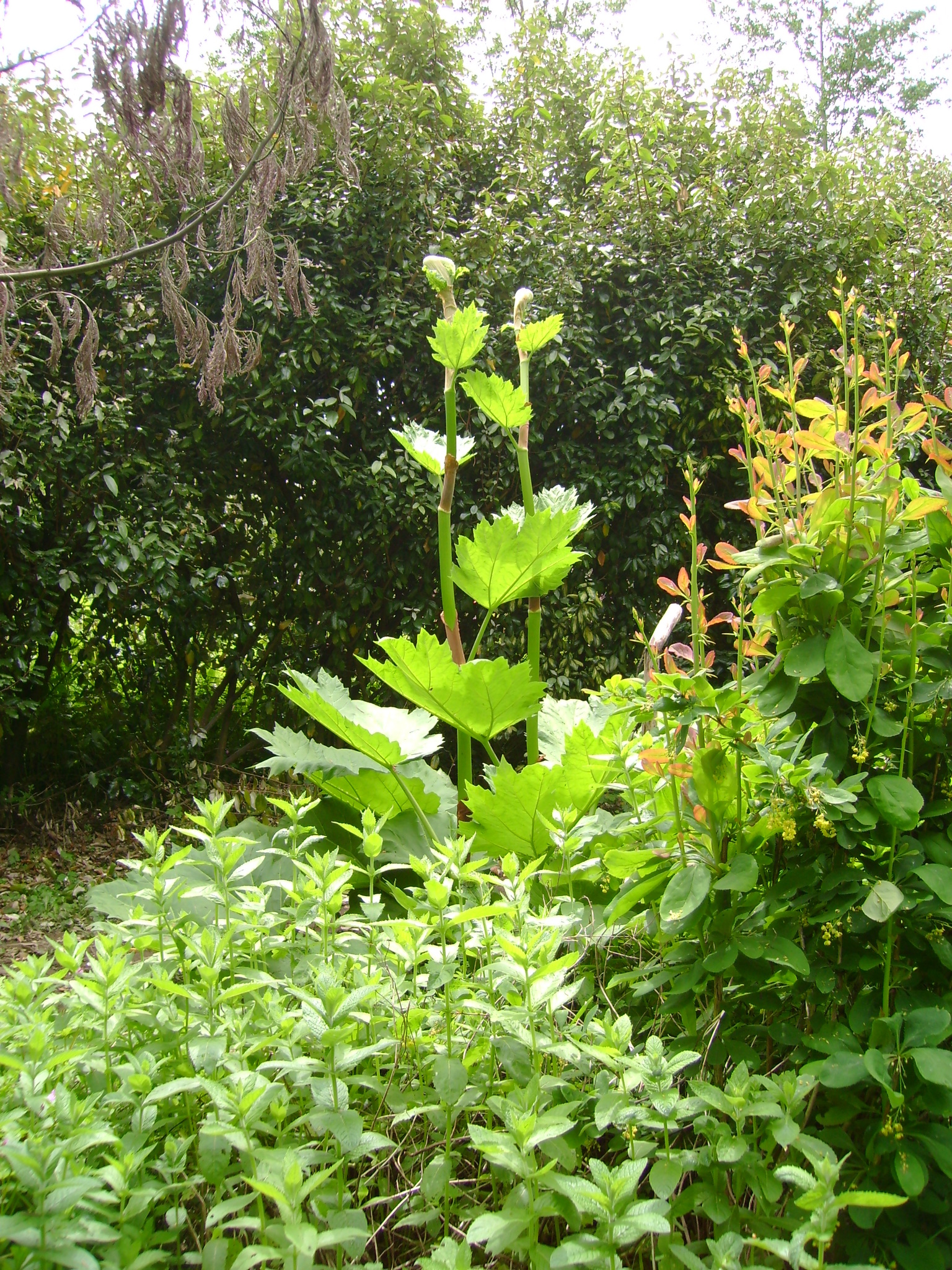 Rheum palmatum