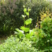 Rheum palmatum - Photo (c) London Permaculture, algunos derechos reservados (CC BY-NC-SA)