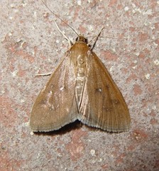 Diastictis