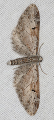 Eupithecia nevadata