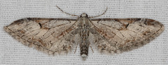 Eupithecia nevadata