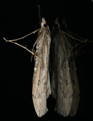 Evergestis angustalis