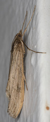 Evergestis angustalis
