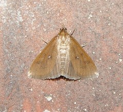 Diastictis