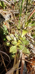 Gentianella impressinervia