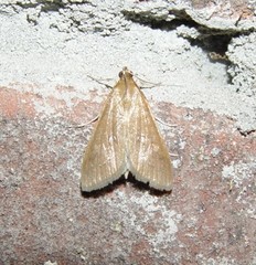 Diastictis