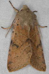 Orthosia behrensiana