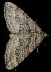 Perizoma custodiata