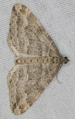 Perizoma custodiata