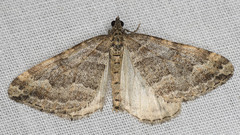 Perizoma custodiata