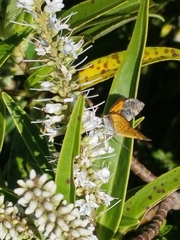 Paranotoreas brephosata