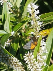 Paranotoreas brephosata