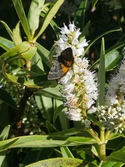 Paranotoreas brephosata