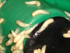 Diptera
