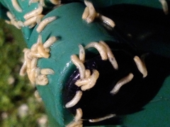 Diptera