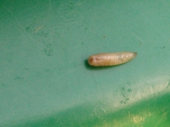 Diptera