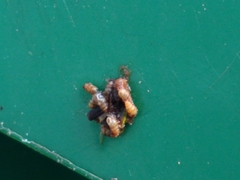 Diptera