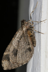 Stamnodes albiapicata