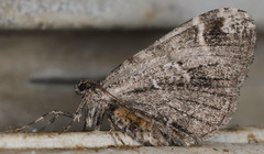 Stamnodes albiapicata