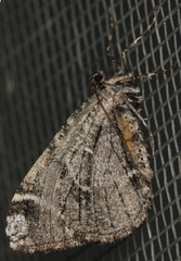 Stamnodes albiapicata