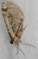 Stamnodes albiapicata