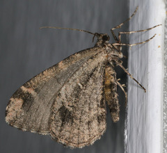 Stamnodes albiapicata