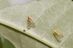 Saccharodite chrysonoe