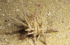 Goniocidaris impressa