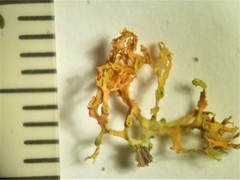 Polycauliona pollinarioides