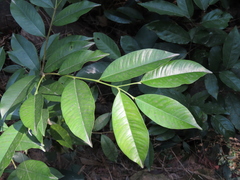 Aquilaria sinensis