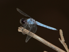 Brachydiplax duivenbodei